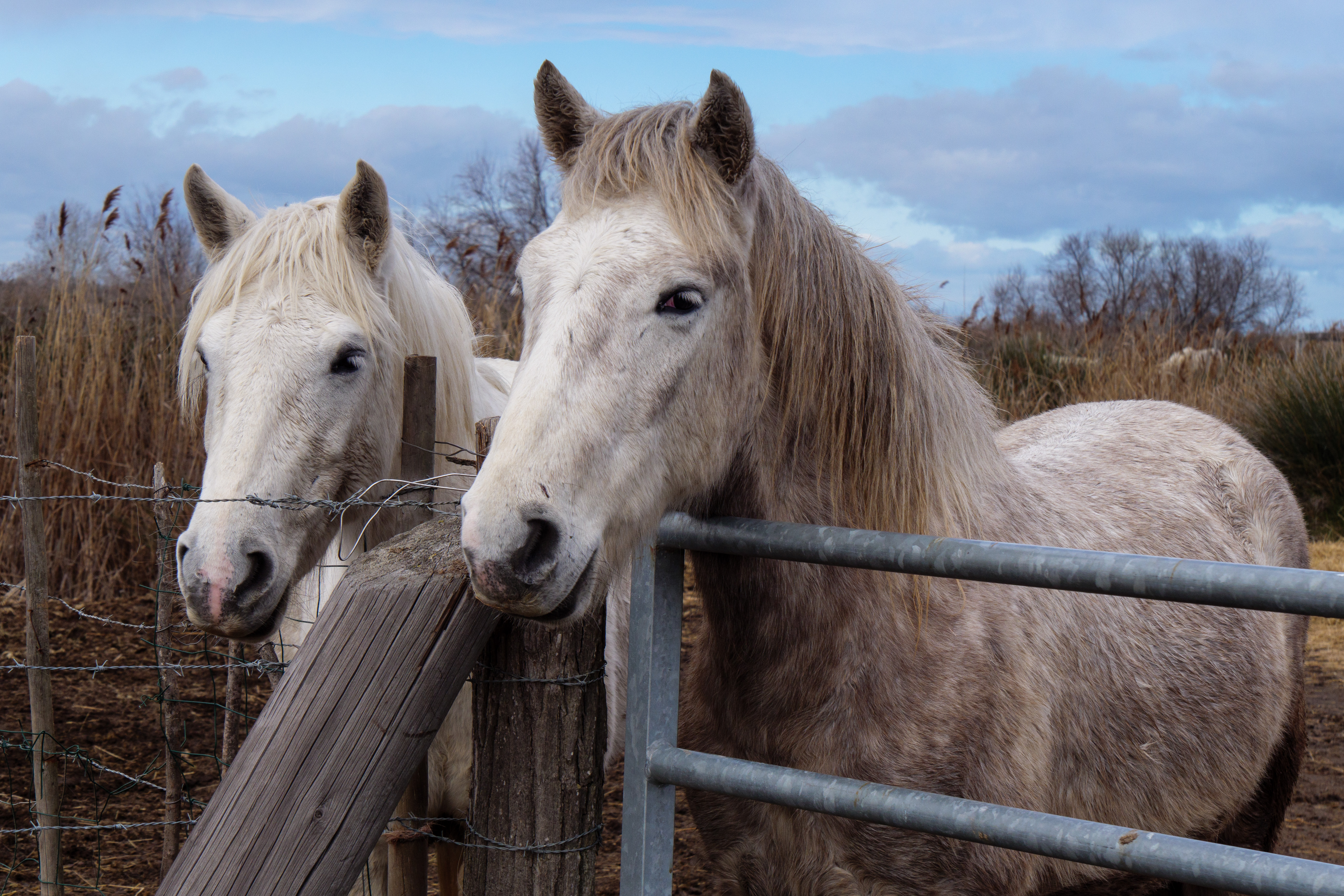 Camargue Pferde